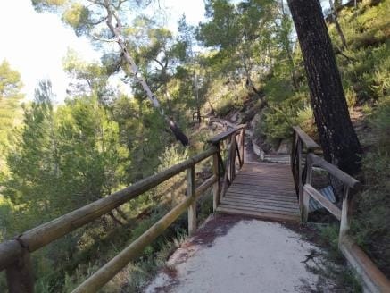 Ruta Fitoclimàtica del barranc d’Aladrach